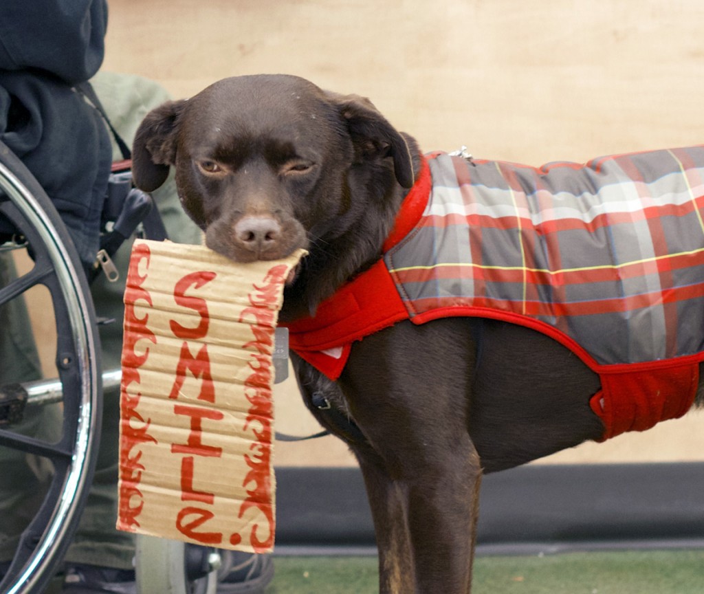 smile dog 1